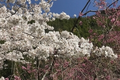S__40394758